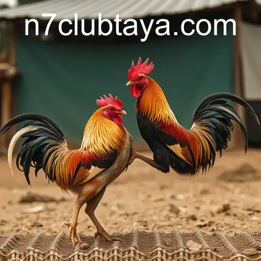 The Controversial World of Cockfighting and Its Connection to N7CLUB